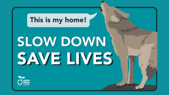 A sign reads "Slow Down Save Lives" with an illustrated Coyote that says "This is my home!"