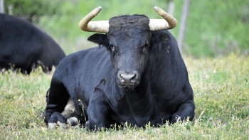 A black bull sits on grass staring at the camera