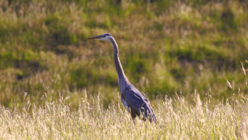 A great blue heron stands among grasses at Máyyan 'Ooyákma - Coyote Ridge Open Space Preserve.