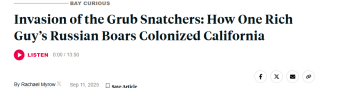 KQED Bay Curious Podcast header reads Invasion of the Grub Snatchers: How One Rich Guy's Russian Boars Colonized California