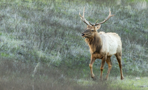 Tule elk bull with large antlers walking through field of brown grass