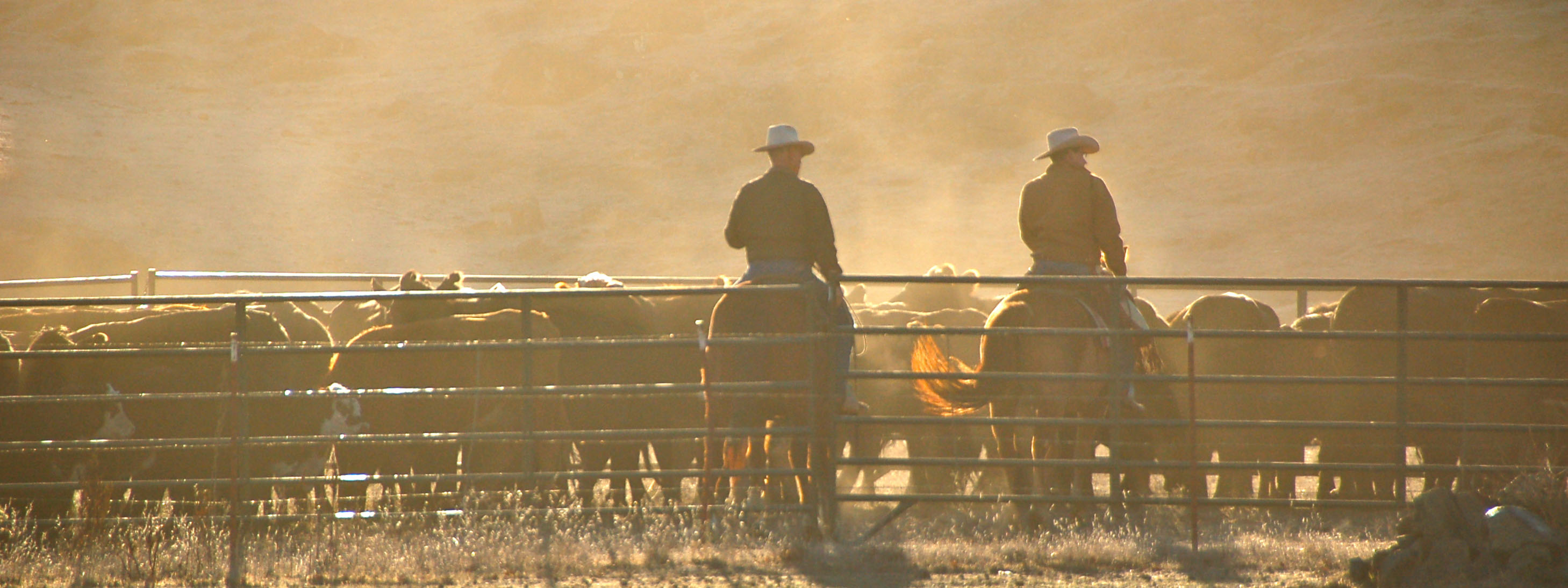 Two ranchers with cowboy hats on horseback in dusty corral filled with cattle