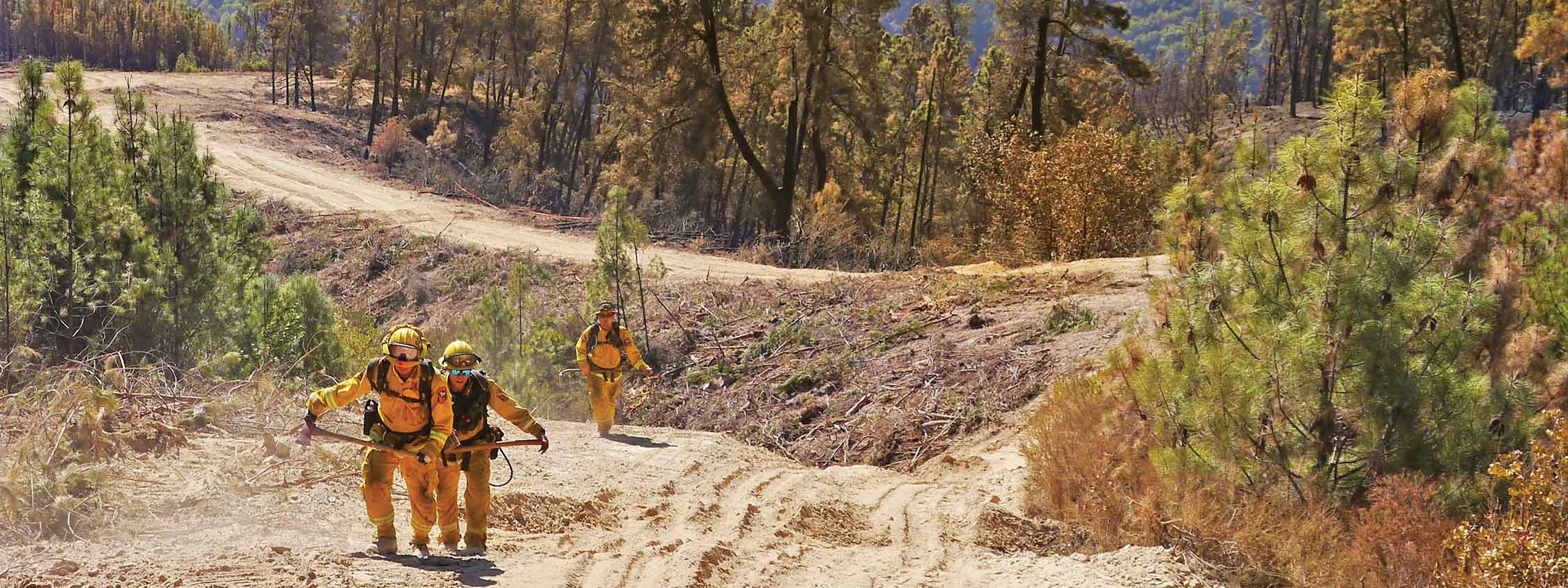 Firefighters in yellow uniforms walking uphill on dirt trail through forest