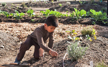 Young boy in brown shirt and pants kneeling next to plants in vegetable garden