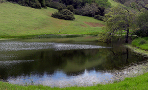 Pond in green meadow at bottom of hillside