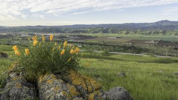 boulders with yellow flowers against a green landscape