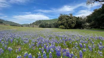 large field of lupines that are purple with white tips