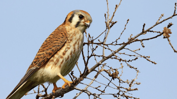 bird with brown feathers and white chest on a branch with many smaller twigs with no leaves against a blue sky
