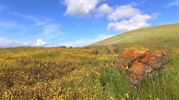 Rolling green hills blanketed with yellow and orange wildflowers beneath a bright blue sky with fluffy white clouds