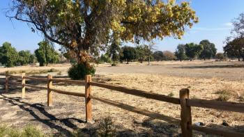 A split-rail wooden fence along an open field of short golden grass and a large tree with light green and golden leaves in the background, under a blue sky