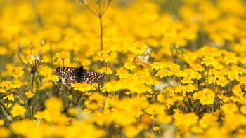 A small checkered butterfly sits in a field of bright yellow goldfield wildflowers