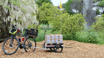 A bicycle with a trailer filled with cardboard farm boxes stands upright on a patch of bark chips in front of trees and shrubs