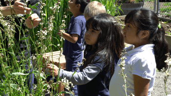 Two young students in white and navy shirts stand next to a garden bed with tall grass looking up at the plants and someone speaking to their left