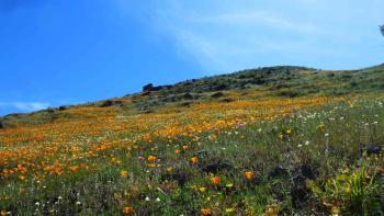 A hillside covered in orange, yellow, and white wildflowers under a clear blue sky