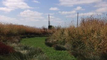 A field full of tall green and golden grasses under a blue sky with white clouds.