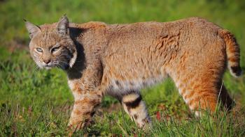 A brown bobcat walks across a green grassy field with its head turned towards the camera