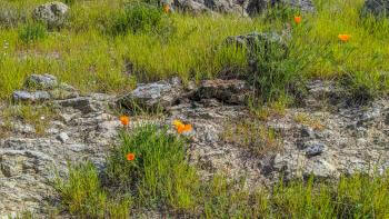 Gray rocks among green grass and orange California poppies on a hillside