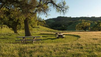 Three wooden picnic tables under a large oak tree in a field of golden-green grass, with rolling green hills and more oak trees in the distance.