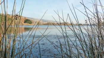 Reeds frame and image of a creek full of water under a blue sky. Golden hills with a few trees are in the background.