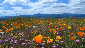 A field of bright orange, yellow, and purple wildflowers with blue mountains far on the horizon and a blue sky above, full of white fluffy clouds