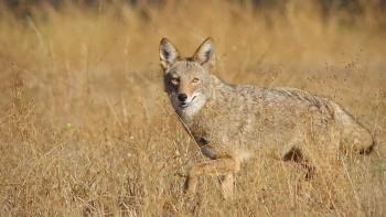 A coyote walking through a field of tall golden grass, turning its head to look at the camera
