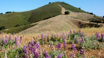 A field of purple lupine wildflowers in front of a golden hill half-covered with green shrubs, under a blue sky