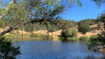 A small blue pond surrounded by reeds, oak trees, and golden hillsides, under a clear blue sky.