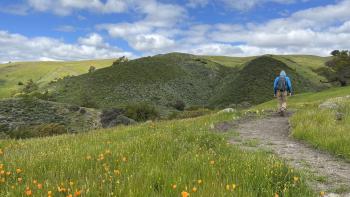 A green grassy hillside with small orange wildflowers, a hiker walks away from the camera on a dirt trail on the right side of the image. Green, scrub-covered hillsides in the background under a blue sky filled with white fluffy clouds.