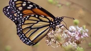 A monarch butterfly feeds on a flower