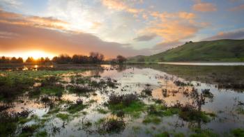 A bright pink and blue sunrise over a flooded wetland area filled with water and clumps of green plants