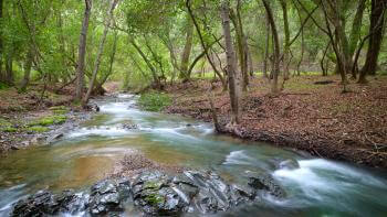 A rushing creek over dark gray stones surrounded by a shady woodland of green trees and leaf-covered ground.