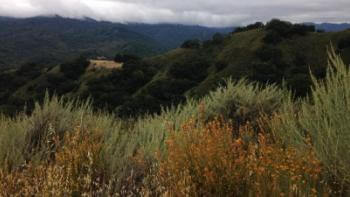 Light green and orange shrubs in front of a view of dark green hills covered in trees and foggy clouds.