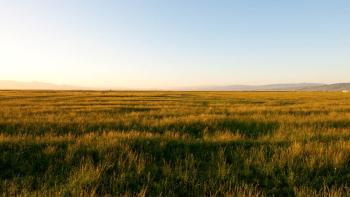 A sea of tall green grass topped with golden light from the sunset, and hazy outlines of mountains in the distance, under a golden and blue sky