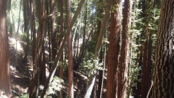 A grove of dozens of redwood trees on a slope, with rays of sunlight streaming through