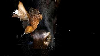 A bird eats insects while sitting on a black cows nose. The background is black.