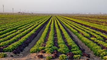 Rows of bright green and dark purple lettuce stretching towards the horizon where there are hazy shapes of small buildings, telephone poles, and mountains beyond