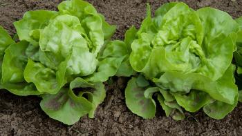 Two green heads of lettuce growing in dark brown soil