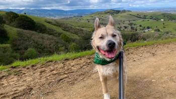 A medium-sized tan and white dog with a big smile and tongue hanging out stands on a dirt trail facing the camera, in front of a view of green hillsides and blue mountains in the far distance.