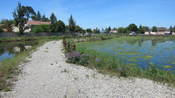 A gravel trail crosses two blue ponds with green water plants, towards trees and newer development housing in the distance