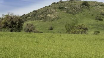 A photo of a hill at Coyote Valley Open Space Preserve. The grass is green.