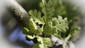 Green Oak Tree leaves on a branch