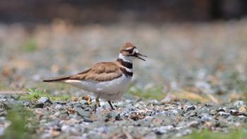 A killdeer walks along a rocky path