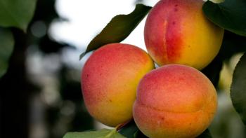 Three apricots hang on a tree limb surrounded by green leaves