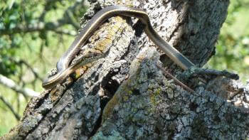 A long, skinny grayish black snake with yellow horizontal stripes is wrapped loosely around a tree, facing the right