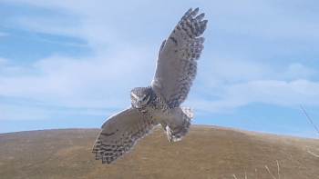 A Burrowing owl spreads its wings in the air with a blue sky and whisp-y clouds in the background