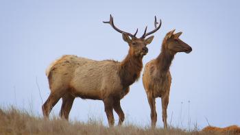 Two tan and brown elk, one with large antlers and one without, stand on a brown grassy slope with a light blue sky behind them