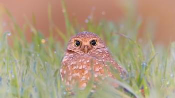A Burrowing owl looks at the camera as it peaks out behind a field of grass