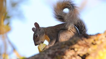 A squirrel in a tree eating a buckeye