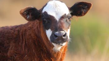 A reddish-brown calf with a white and black face looks up at the camera in front of a blurry tan and green background