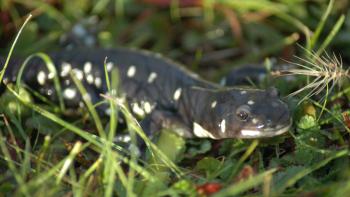 A California tiger salamander sits within a grassy field